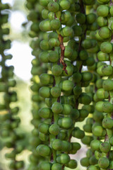 Close up Arenga Westerhoutii Griff seeds.Selective focus Westerhout’s sugar palm or ARECACEAE plant in a garden.