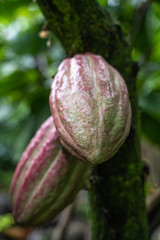 Kakaobohne