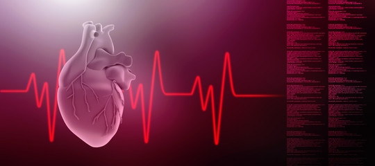 3d illustration  Anatomy of Human Heart 