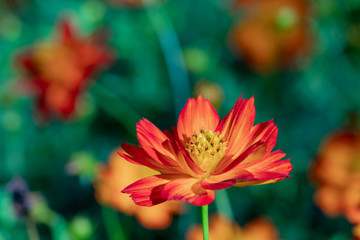 Sulfur Cosmos or Orange Cosmos in the garden.Beautiful selective focus Mexican Aster flower.