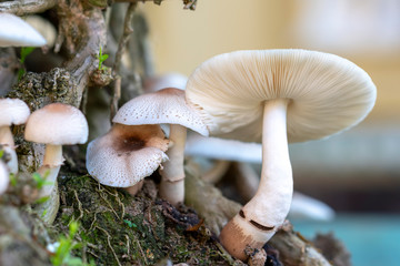 Beautiful wild mushrooms in nature