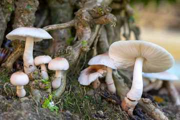 Beautiful wild mushrooms in nature
