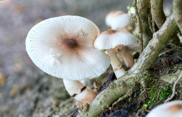 Beautiful wild mushrooms in nature