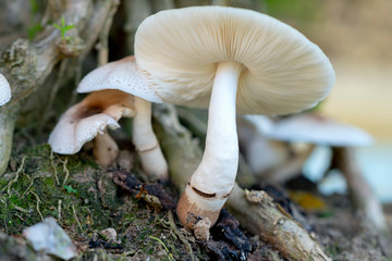 Beautiful wild mushrooms in nature