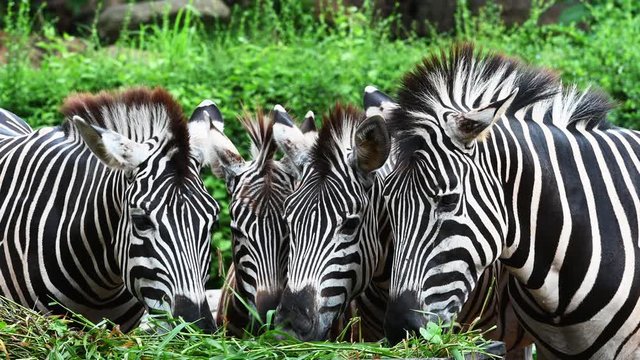 Group of zebras eating fresh grass in the basket