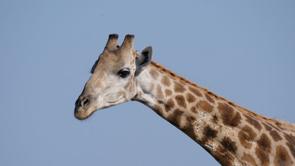 Close up from Giraffe