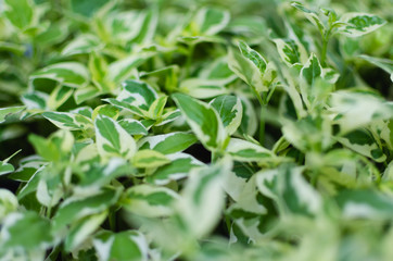 green plant in garden