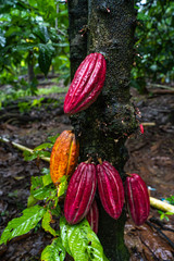 Kakaopflanze in El Salvador