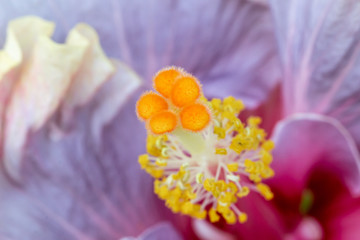 Fototapeta na wymiar Close up pollen Hibiscus flower.Selective focus Hibiscus flower bloom in the garden .