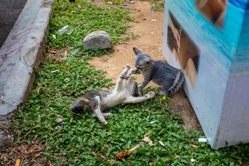 Zwei kämpfende kleine Katzen