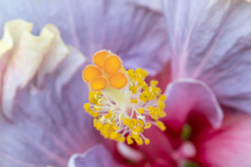 Close up pollen Hibiscus flower.Selective focus Hibiscus flower bloom in the garden .