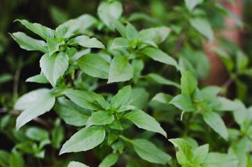 Fototapeta na wymiar Thai Basil leaf herb for health