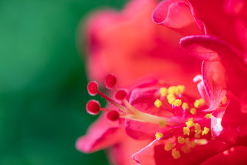 Close up red pollen Hibiscus flower.Selective focus red Hibiscus flower bloom in the garden.