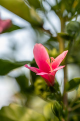Beautiful pink Hibiscus flower in the garden.