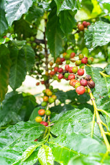 Kaffee Pflanze in El Salvador