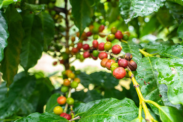 Kaffee Pflanze in El Salvador