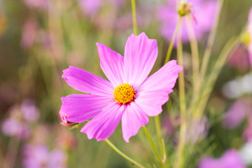 Cosmos flowers bloom in the morning.