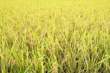 Rice field green grass for background.Rice Field in the Morning. Blurred and soft focus.