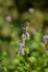 Blühende Zitronenminze (Mentha gentilis)