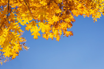Beautiful autumn oak tree with golden leaves on a sun and blue sky.