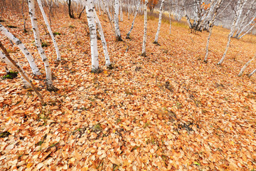 Silver birch in the wild