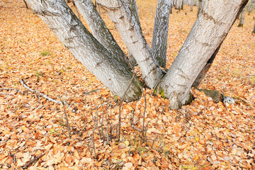 Silver birch in the wild