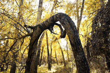 broken poplar
