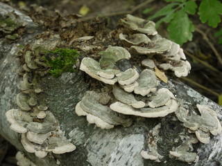 Ствол дерева грибы мох лишайники