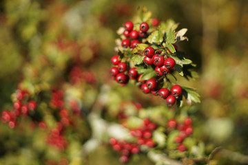 Closeup view of autumn red coloured hawthorn (Crataegus)