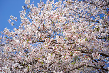 sakura and blue sky