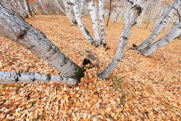 Silver birch in the wild