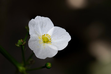 Amazon water flower in the garden on dark background