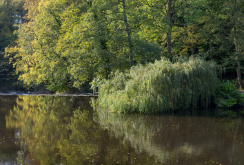 Willow reflections