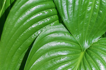 green leaves of a plant, close-up, backround