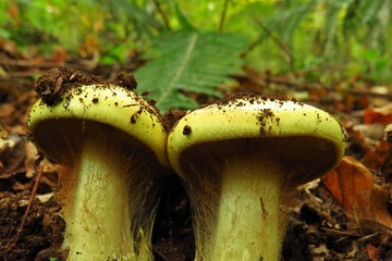 mushrooms in forest