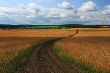 Road to the rye field