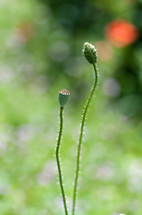 two flowers of wild poppy, bud and box, the birth of a flower. .