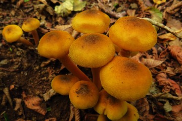 mushrooms in forest