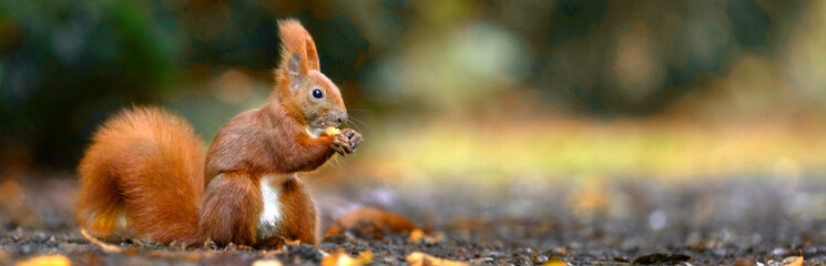 fleißiges Eichhörnchen im Herbst - obrazy, fototapety, plakaty