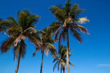 Fototapeta na wymiar The tops of palm trees with fresh green leaves against a bright sunny sky. Natural background on the theme of the sea, beach, relaxation and palm trees.
