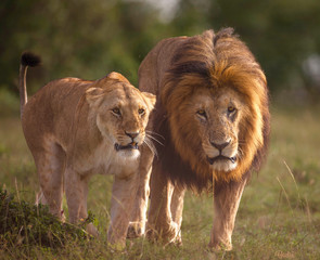 Naklejka premium lion and lioness