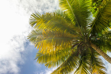 Fototapeta premium The tops of palm trees with fresh green leaves against a bright sunny sky. Natural background on the theme of the sea, beach, relaxation and palm trees.