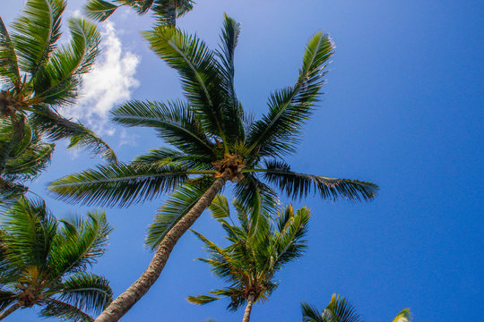 The tops of palm trees with fresh green leaves against a bright sunny sky. Natural background on the theme of the sea, beach, relaxation and palm trees.