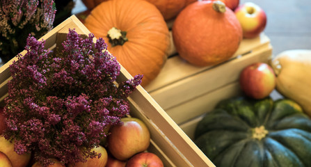  Composition with apples and pumpkins. Healthy food concept