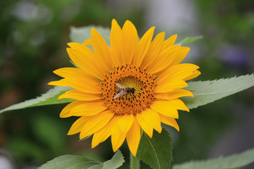 A Big Sunflower and Bees