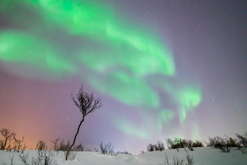 Bright northern lights landscape with tree and snow. Green aurora above colorfull winter landscape. Tromso, Norway.