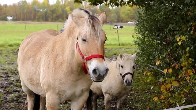 Beige mare with a small foal in a paddock on a farm