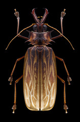 Beetle Macrodontia cervicornis on a black background