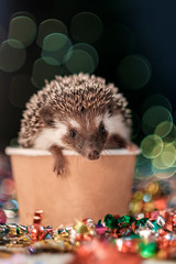 small Christmas hedgehog is looking at the camera