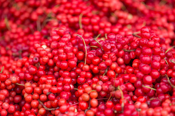 Schisandra chinensis or five-flavor berry. Fresh red ripe berries